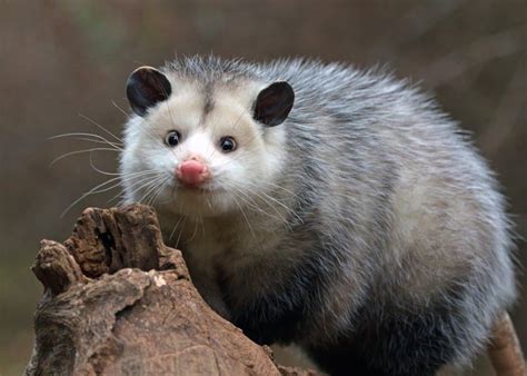 How And Where Do Possums Sleep Everything You Need To Know A Z Animals