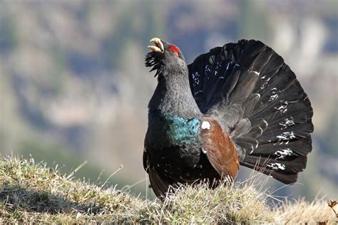 Es gibt immer wieder menschen, die auf der schattenseite des lebens auf hilfe angewiesen sind. Gallo cedrone | JuzaPhoto