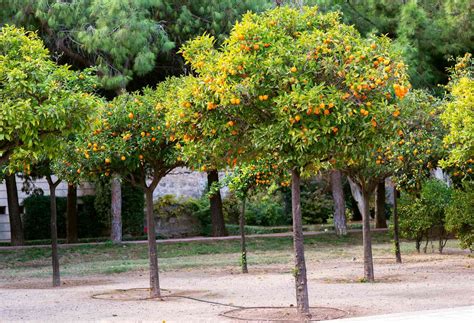 How To Grow And Care For A Satsuma Orange Tree