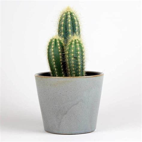 In the wild, cactus often seem to cure themselves, compartmentalizing around the wound with callus tissue to keep it from spreading. Cactus collection | Cactus plants, Plants, Cactus