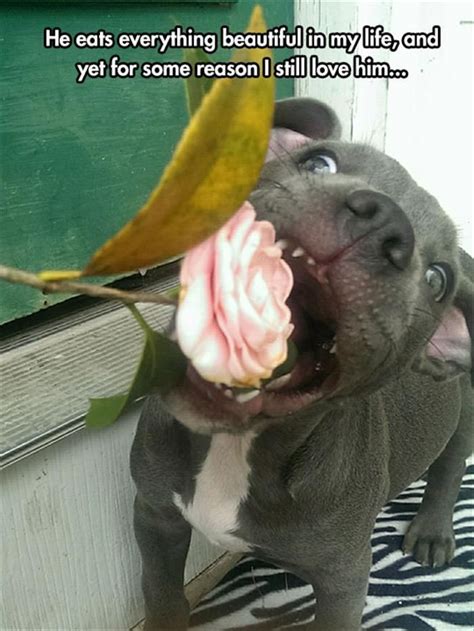 Pit Bulls Do Eat Everything Funny Animals Funny Animal Pictures