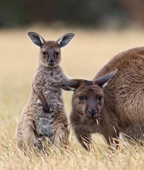 National Geographic On Instagram Western Grey Kangaroo Mother And
