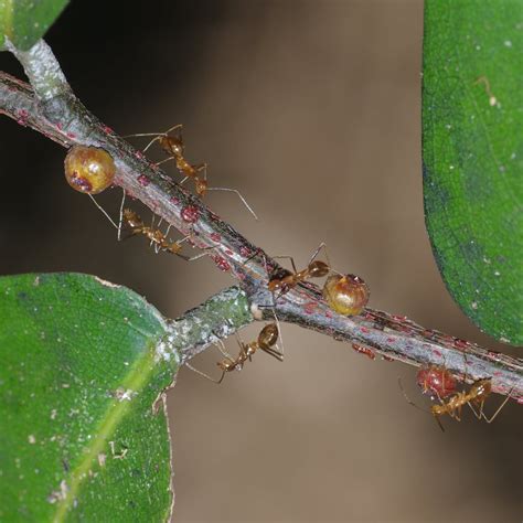 Yellow Crazy Ant Biocontrol Christmas Island National Park
