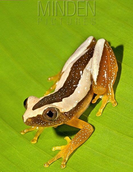 Afrixalus Fornasini His Common Name Is Fornasinis Spiny Reed Frog