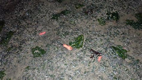 Pink Warty Sea Cucumber Cercodemas Anceps More About Thi Flickr