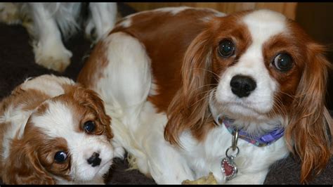 Happy Cavalier King Charles Spaniels Adorable Puppy