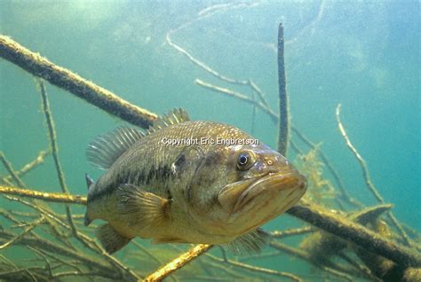 Largemouth Bass Engbretson Underwater Photography