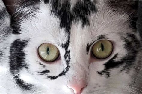 Elli The Vitiligo Cat Is A Special And Beautiful Cat Catman