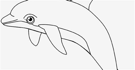 14+ Gambar Mewarnai Ikan Lumba Lumba