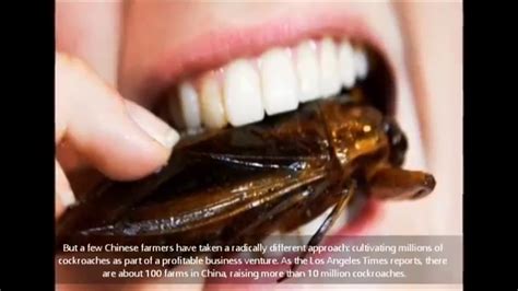 Eating Cockroaches Could Save Your Life Watch Video And Find Out How