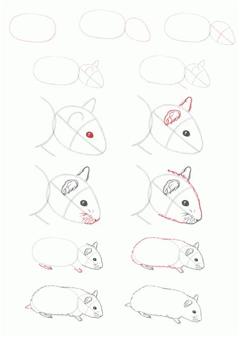 How To Draw A Hamster Coloring Pages To Download And Print