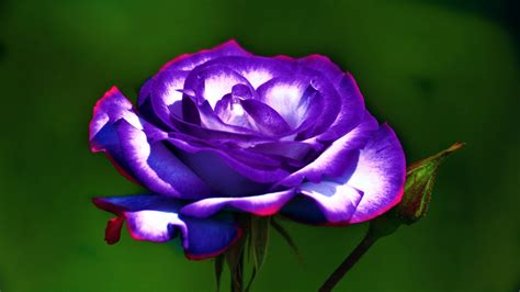 Purple Rose Wallpaper Hd Purple Roses Rose Garden Wallpaper Beautiful