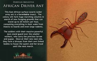 Facts Ants Ant Driver African Giphy Animated