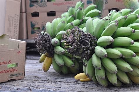 Local Bananas Return To Santa Monica Farmers Market La Times