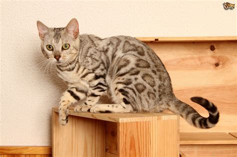 Fever (or stress) coat occurs when the mother cat is ill with a high fever or stress during pregnancy and doesn't usually have any negative effects on the kitten's overall health. Bengal Cat Colours and Coat Types | Pets4Homes