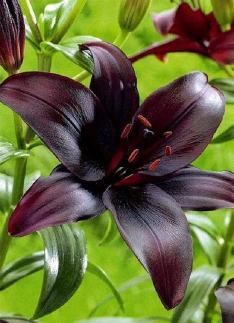 Buy Lilium Midnight Mystery 3 Bulbs Pots And Planterscut Flowers