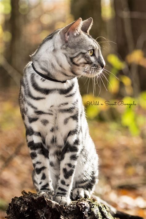Koratmontessoriny Silver Bengal Cat Breeders