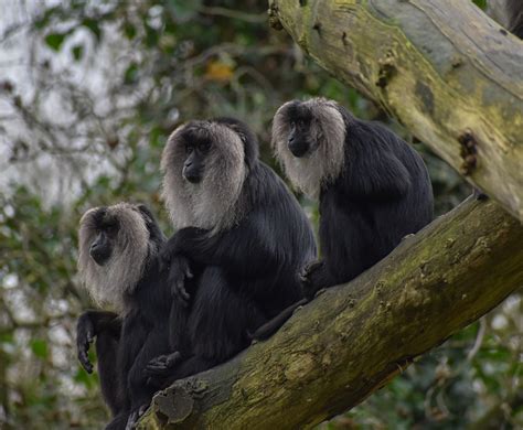 500 Black Monkey Pictures Hd Download Free Images On Unsplash