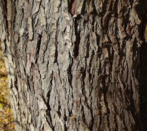 Napa county master gardeners have some suggestions that will thrive. Northern California Central Valley Trees - Climate Ready Trees