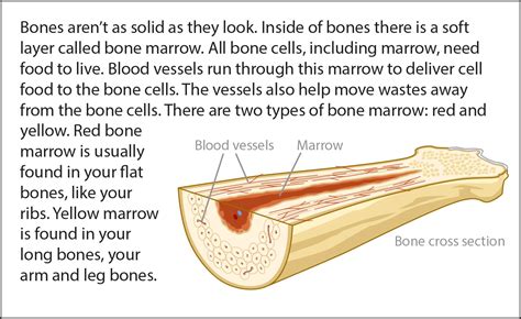 Biology Reading Flashcards Bones Ask A Biologist