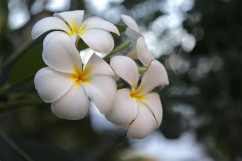 Annual evening phlox gets to 12 to 18 inches in elevation as well as need to be increased 12 to 15 inches apart in the yard. Kalachuchi flowers | Beautiful, sweet smelling flowers ...