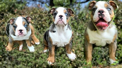 At What Age Is An English Bulldog Full Grown