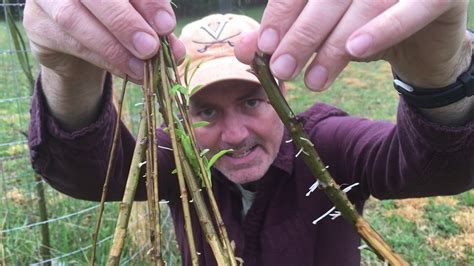 How To Grow A Weeping Willow Tree From Cuttings Youtube