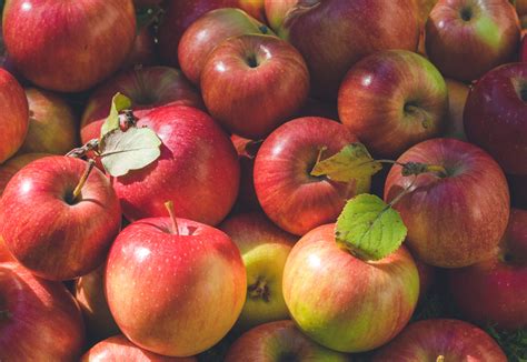 Ripe Autumn Apples In A Sunny Garden In The Kitchen