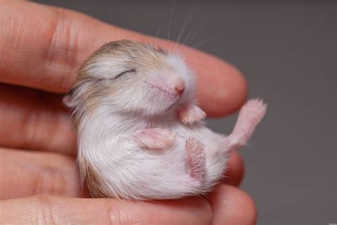 Pet Hamster Breeding And How To Take Care Of Them Petsoid