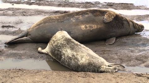 Donna Nook Seal Pups Are Born Youtube