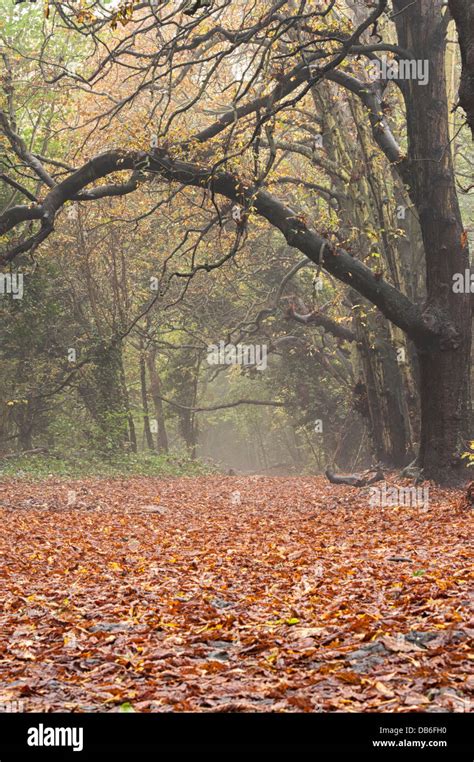 Autumn Woodland Leaves On Ground Under Canopy Stock Photo Alamy