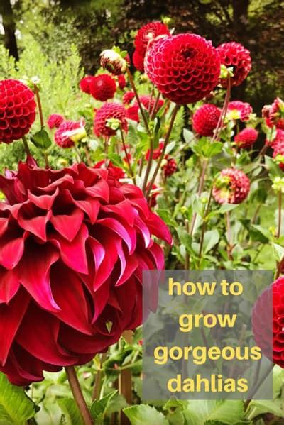 Dahlia Care 5 Growing Tips For Loads Of Blooms