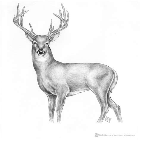 A Pencil Drawing Of A Deer With Antlers On Its Head And Mouth