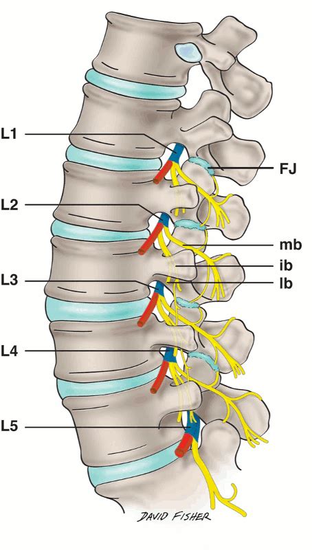 A Visual Tour Of The Lumbar Nerve Roots By Tom Jesson