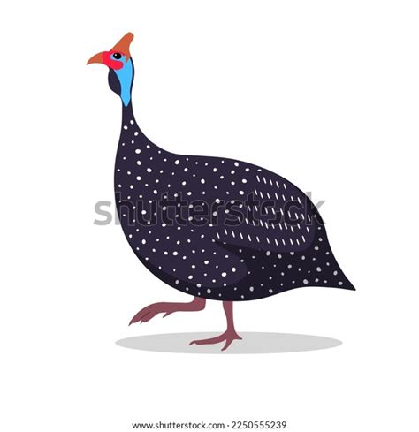 Guinea Fowl Cartoon Flat Illustration Walking Stock Vector Royalty