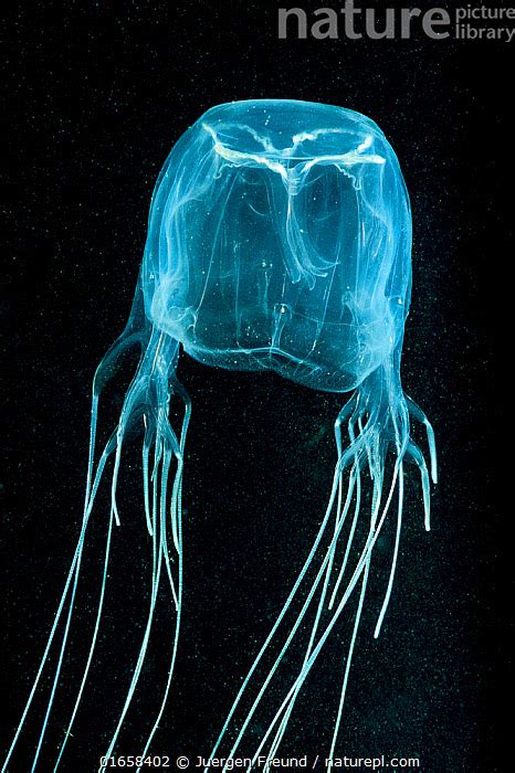 Stock Photo Of Box Jellyfish Chironex Fleckeri Far North Queensland