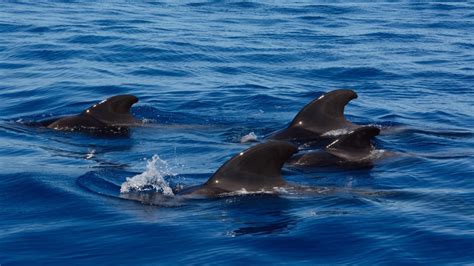 avistamiento de ballenas y delfines en tenerife hellotickets