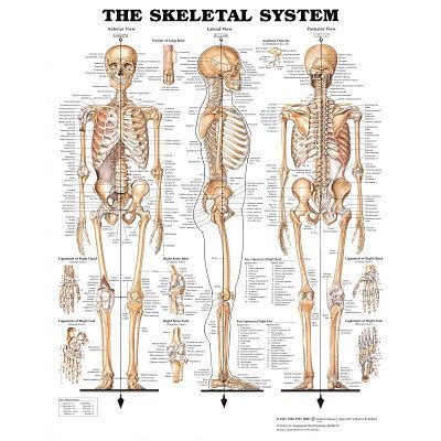 Skeletal System Anatomical Chart Poster Bones X