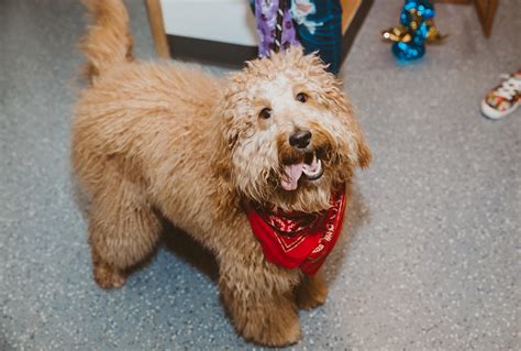 Puppy Paradise, LLC | Gallery