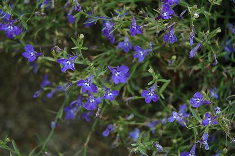 Techno® Dark Blue Lobelia (Lobelia erinus 'Techno Dark ...