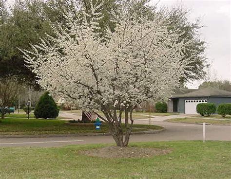 Mexican Plum Mexican Plum Big Tree Plum Inch Plum Prunus Mexicana