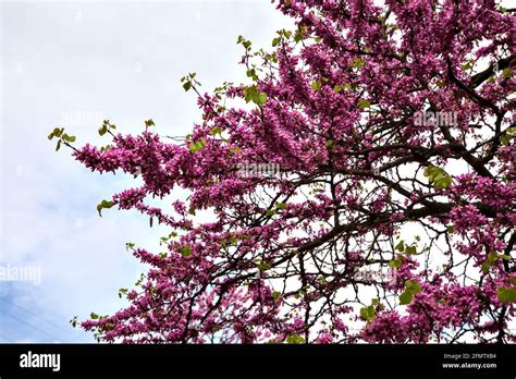 Japanese Crabapple Tree In Bloom Stock Photo Alamy