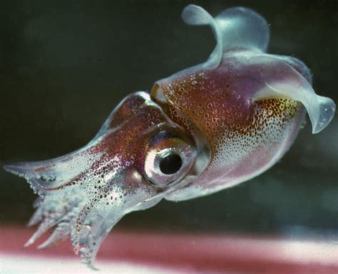 Real Monstrosities Bobtail Squid