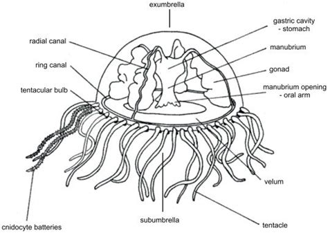 Radial Symmetric Body Plan Of Craspedacusta Sowerbyi Is Divided In