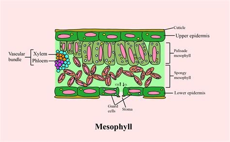 The Mesophyll Of Leaf Consists Of A Spongy Parenchyma Cells B