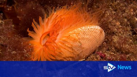 Scallop Dredger Devastates Rare Flame Shell Clam Reef