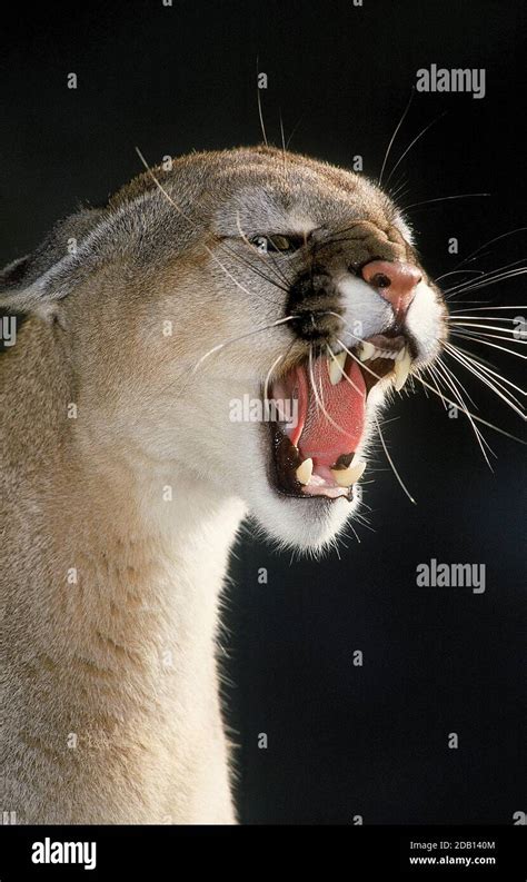 Cougar Puma Concolor Adult Snarling Stock Photo Alamy