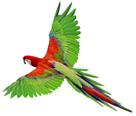 Flying Green Parrot Png Images Free Download Transparent Image
