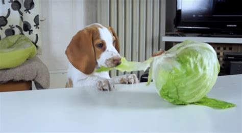 Are older cars cheaper to insure? You'll Really Wish You Were As Committed To Eating Salad As This Pup Is
