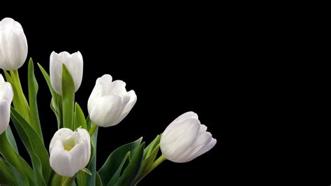 White Tulips Wallpaper Hd Tulips Flower